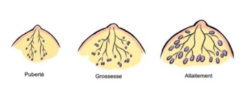 evolution de la glande mammaire